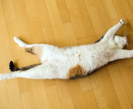cat-belly