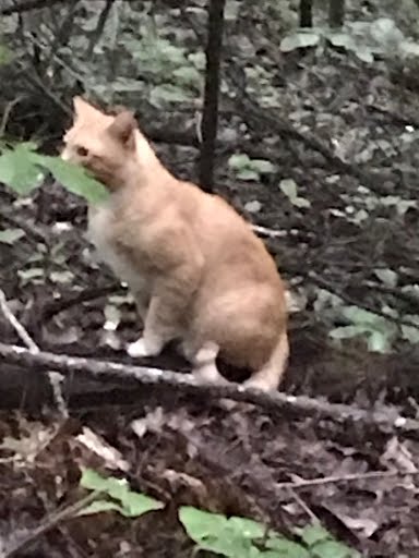 DT_Cat_Standing
