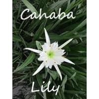 Cahaba Lily Quilt Guild in Trussville